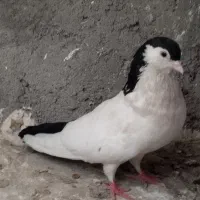 کبوتر یا کفتر