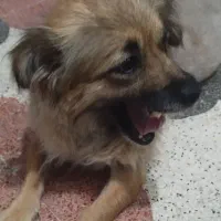سگ ماده با ۲ تا توله