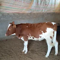 گوساله ماده سمینتال