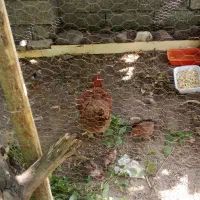 تخم مرغ نتفه دار گردن لخت