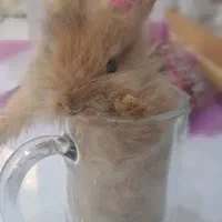 بچه خرگوش لوپ
