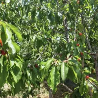 فروش-باغ-آشترجان