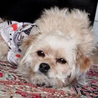 واگذاری سگ شیتزو تریر