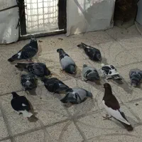 کبوتر پلاکی لچکی یهودی