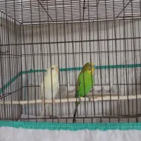 فروش مرغ عشق مولد