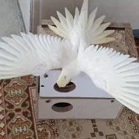 لانه ی تخمگذاری