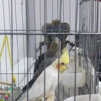 عروس هلندی جفت