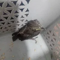 جوجه مینا