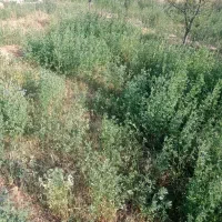 فروش رایگان یونجه