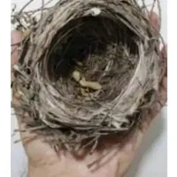 سهره قناری