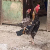 مرغ خروس