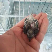 سهره قناری ارسنجانی