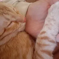 لطفاً حمایت کنید