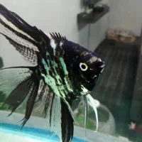 انجل و دیسکاس