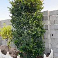 باغ و باغچه 192متر مفید / منطقه خوش آب و هوا