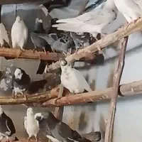 کبوتر