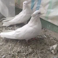 سفید چشم و نوک سفید