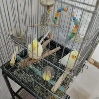 عروس هلندی