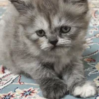 بچه گربه پرشین ۲ ماهه