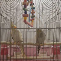 عروس هلندی