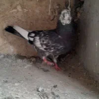 کفتر|پرنده|گرگان, |دیوار