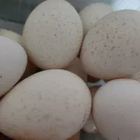 تخم بوقلمون