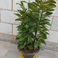 گل‌طبیعی