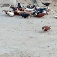 فروش یک لونه کفتر