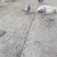 سار پر قیچی