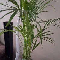 نخل اریکا