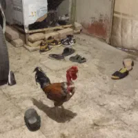 خروس فروشی