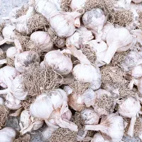 فروش سیر خشک محلی