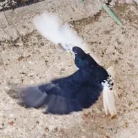 کبوتر چپ سیاه گلدار