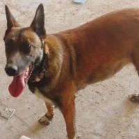 مالینویز ماده جهت کشش