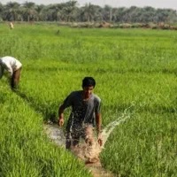 فروش عمده برنج