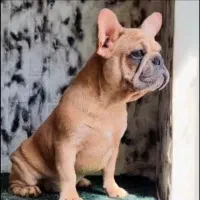 فرنچ‌ بولداگ اگزوتیک