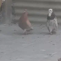 یه جفت نروماده هما سرور وماده زردی دهن جور