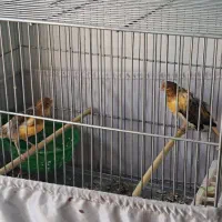 یک جفت قناری نر و ماده ابلق