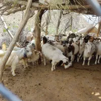 تعدادی گوسفند درجبالبارز شمالی به فروش میرسد
