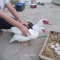 اردک اسرائیلی