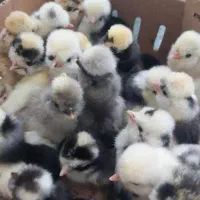 جوجه رنگی- جوجه محلی- اردک- قفس- تکی و عمده