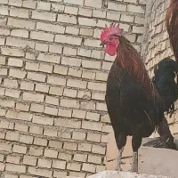 خروس درجه یک
