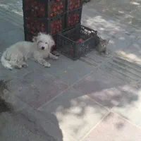 سگ پاکوتاه