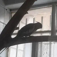 عروس هلندی سیمامون ۳ ماهه