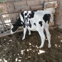 گاو گوساله نر