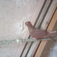 یه جفت زرد وسرخ