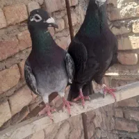 کبوتر مسافتی