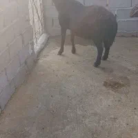 قوچ نر