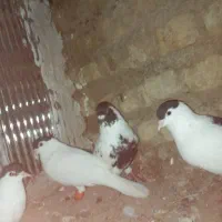 شتری افغان اصل