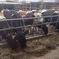 فروش گوساله نره چاق